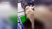 Golden Retriever runs on a motorbike sidecar