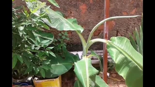 Criando-dividindo mudas de bananeiras de lascas-pedaços do rizoma ,cará, caule subterrâneo