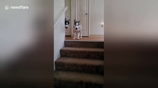 Husky puppy conquers fears to go down stairs for first time