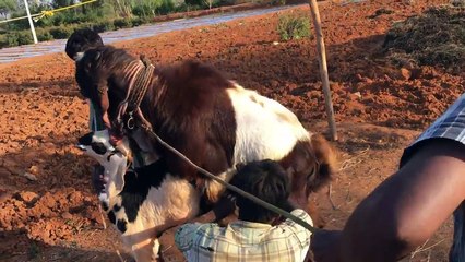 Educative - how to get the Goat crossing, Jamunapari pure breed
