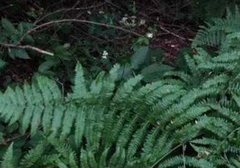 Plant Sways Mysteriously in the Kosovo Mountains