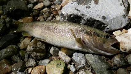 Peche en nymphe lourde en ruisseau