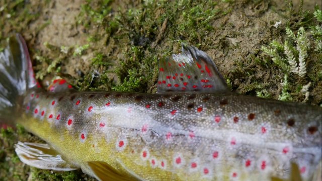 Peche de la truite en nymphe dans le Vercors nord