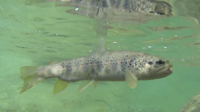 Peche de la truite dans le Vercors Diois
