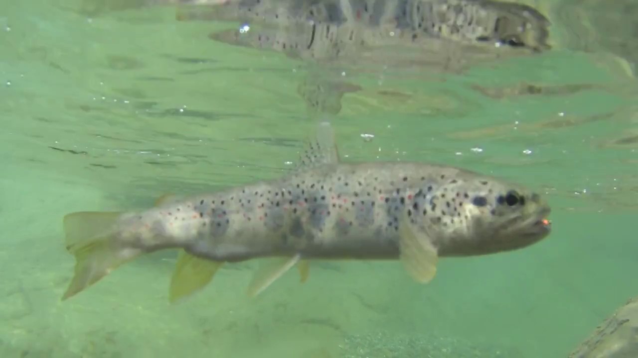 Peche de la truite dans le Vercors Diois
