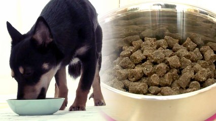 곤충 단백질 사료로 '반려견 알레르기' 잡는다! / YTN