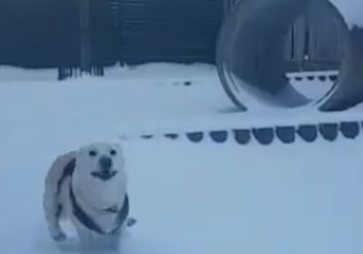 Shelter Dogs Have Snow Much Fun Frolicking in White Stuff