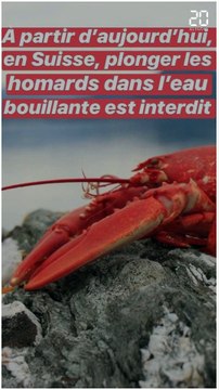 Les lois les plus insolites pour protéger les animaux