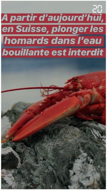 Les lois les plus insolites pour protéger les animaux