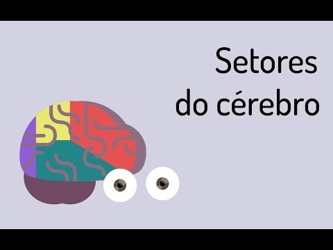 Setores do cérebro