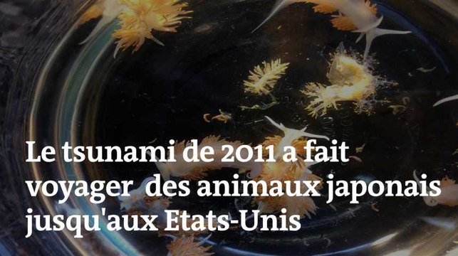 Comment le tsunami de 2011 a fait voyager des animaux japonais jusqu'aux Etats-Unis ?
