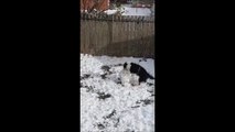 Dog learns how to build a snowman