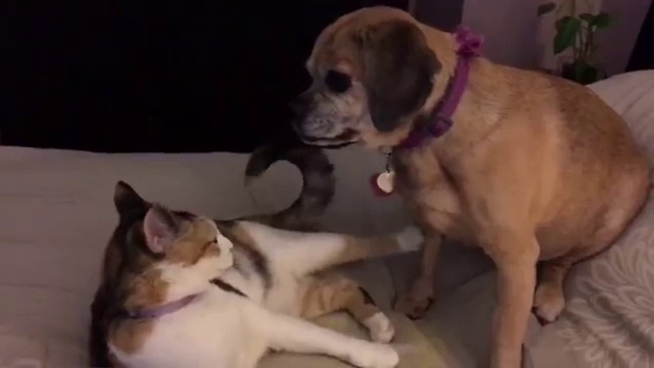 The Funniest Dogs Vs. Cats Compilation 2018 || Cute Funny Videos