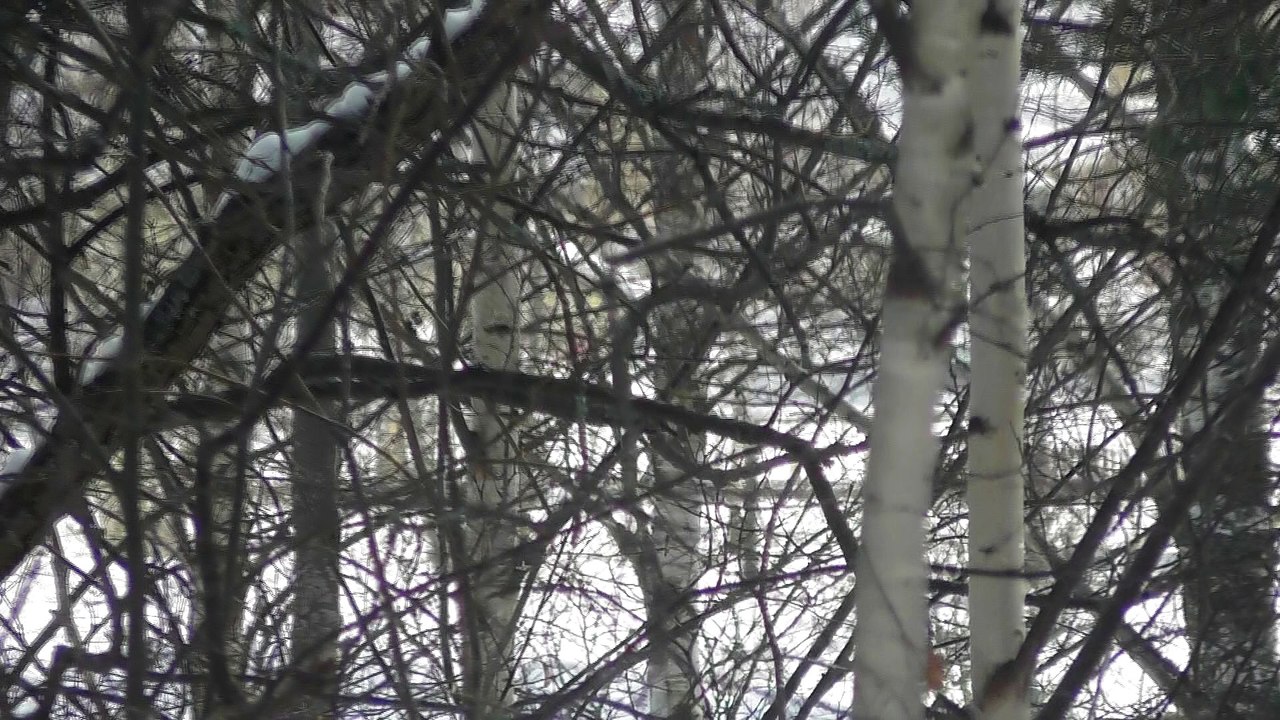 March 1 2018 DL15