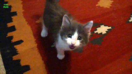 Funny Cats and Kittens Meowing Compilation