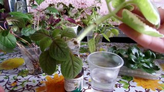 Укоренение черенков комнатных растений в воде. Немного о корешках)))