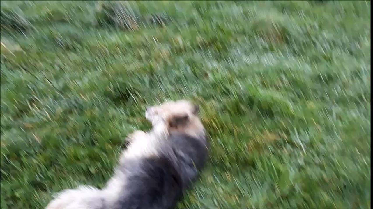 Bazil, Benji et Nawak