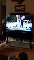 Dog Sees Itself on TV