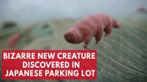 Bizarre new eight-legged Tardigrade species discovered in Japanese parking lot