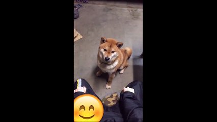 Comment vexer un chien avec un tour de magie