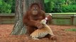 Cet Orang-Outan donne le biberon aux bébés tigres. Trop mignon