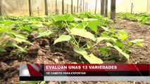 Evaluan unas 13 variedades de camote para exportar