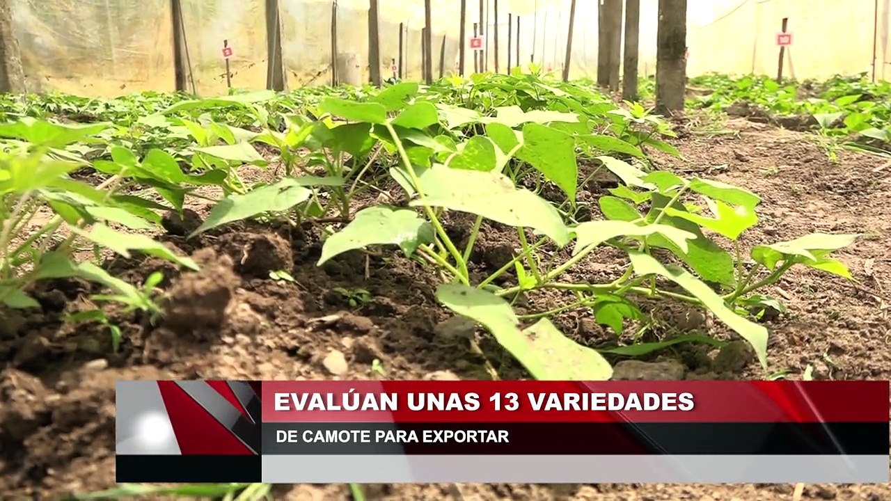 Evaluan unas 13 variedades de camote para exportar