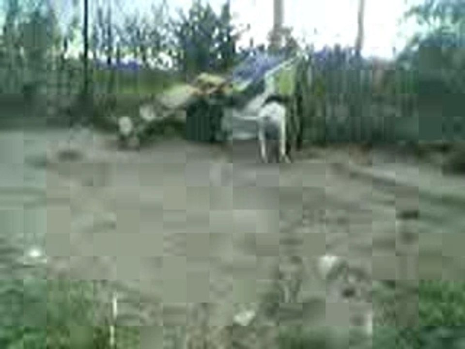 crazy dog