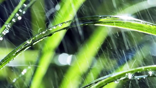 Dream Music with Nature Sounds: Zen Garden Bird Sounds for Sleeping