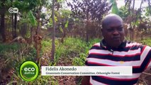 Reforesting Nigeria before it's too late | DW English
