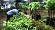 Ugandan farmers reap from avocado demand | DW English