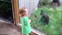 أقوى مشاهد حديقة الحيوانات ! حيوانات لا تعرف ما هو الزجاج ، !!