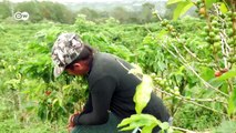 Climate-friendly coffee farming in Costa Rica | DW English