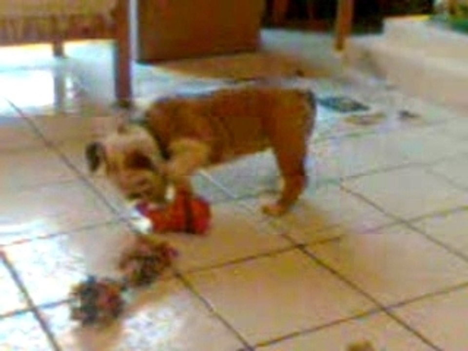 Bulldog puppy 2
