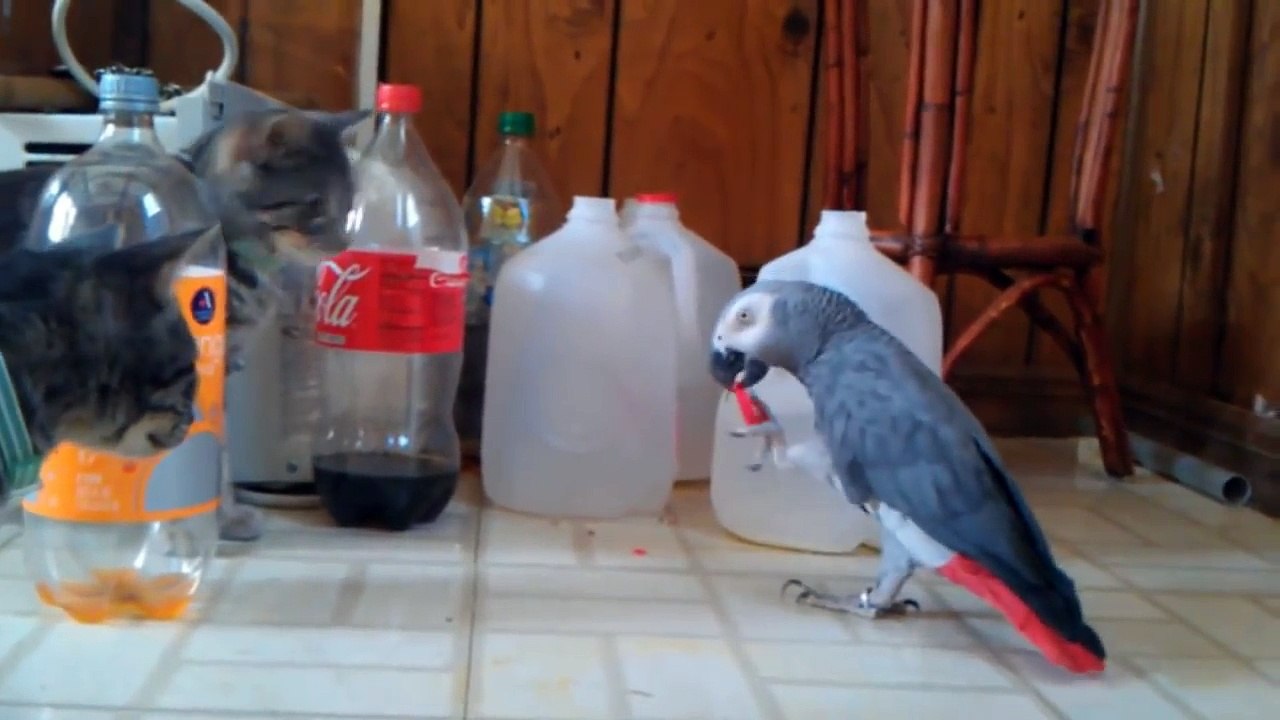 Коты и попугаи