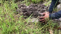 Smart Boy Make A Simple Fish Trap To Catch Big Fish-Cambodia Traditional Fish Trap