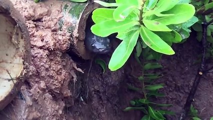 Wow! Smart Boy Use 10 Bamboo Hole To Make Amazing Deep Hole Fishing Trap Catch A lot of Fish