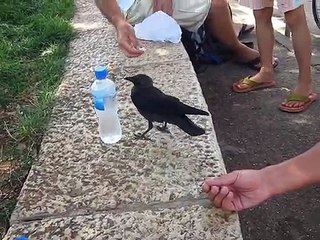 A Very Smart Bird - Thirsty crow comes to humans for help