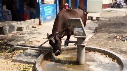 Smart Animals Compilation