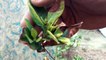 How to grow Gandhraj care and tips || Gardenia flower plant