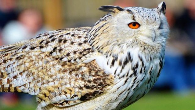 Corujas são resgatadas de exposição após denúncia de maus-tratos