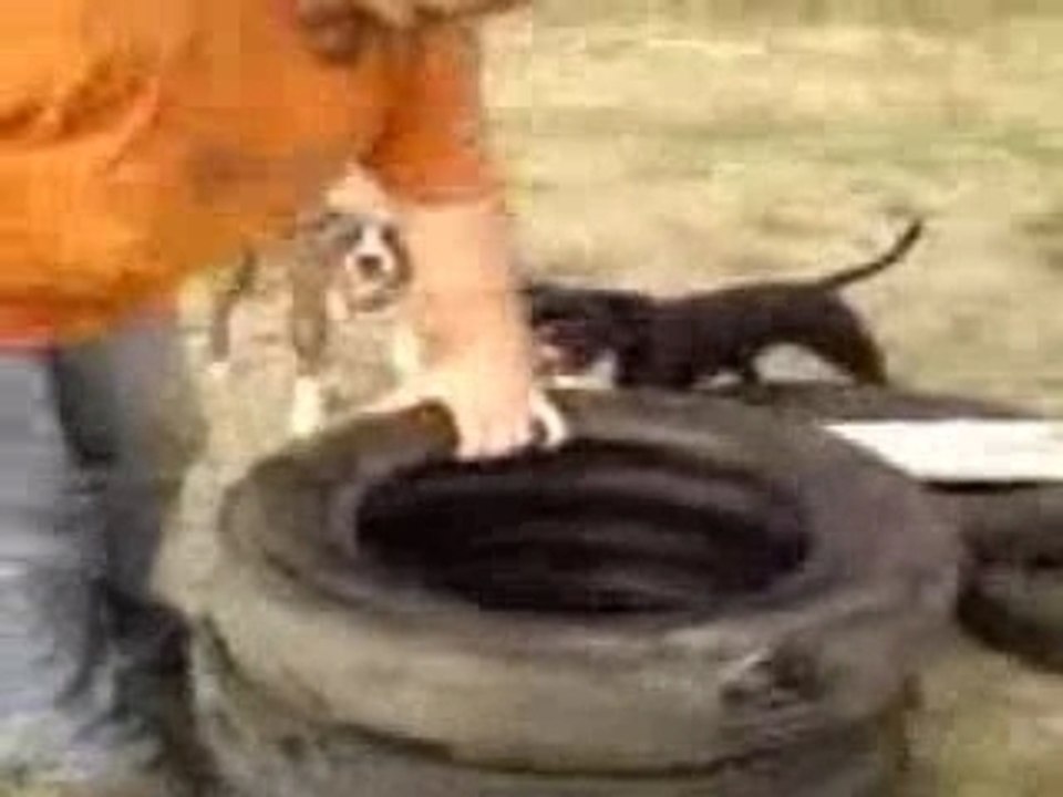 Michelin le pneu qui a du chien