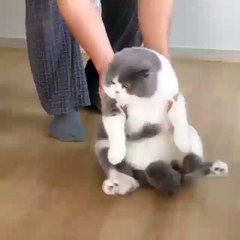 Phòng khám đa khoa Dai Dong - cute cats