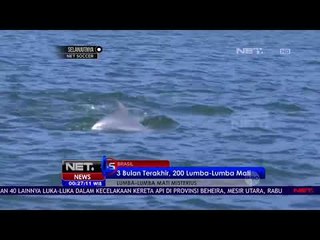 Lumba   lumba MAti Misterius  NET 24