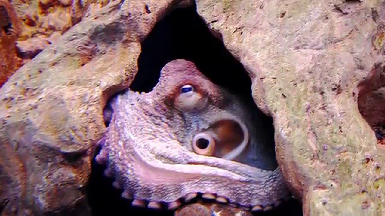 12 Epic Native American Cryptids