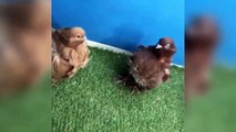 Best fancy pigeons breeding pairs 6 ( birds videos)
