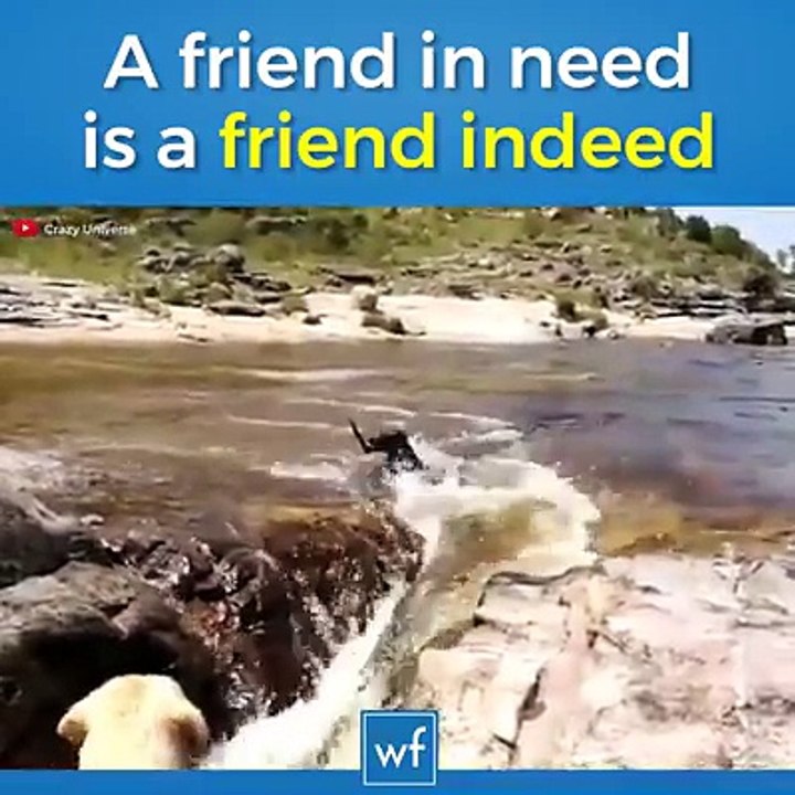 WOw Rare Video