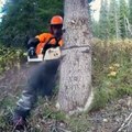 Ce bucheron fini de couper un arbre avec son fusil... Classe et précis