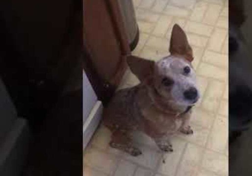 This Dog Loves to Talk to Humans