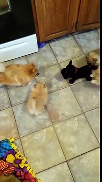 3 chiots énervés par un faux chien robot tournent en rond !